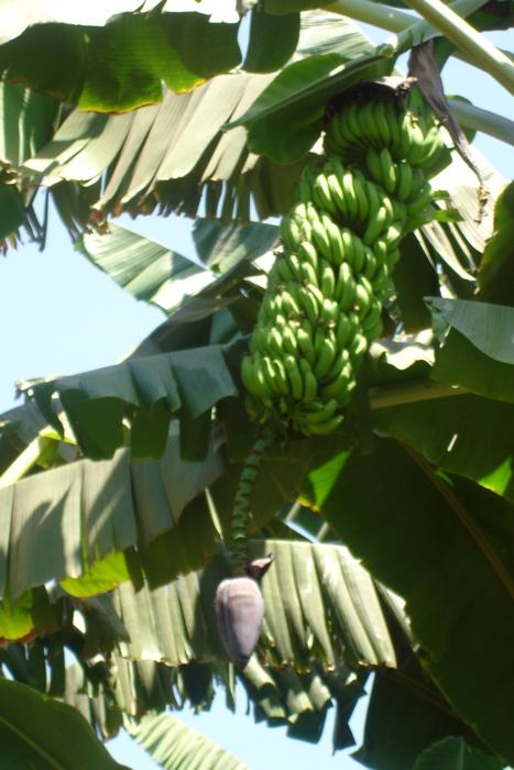 Régime de bananes à Louxor, Egypte
Mots-clés: Egypte