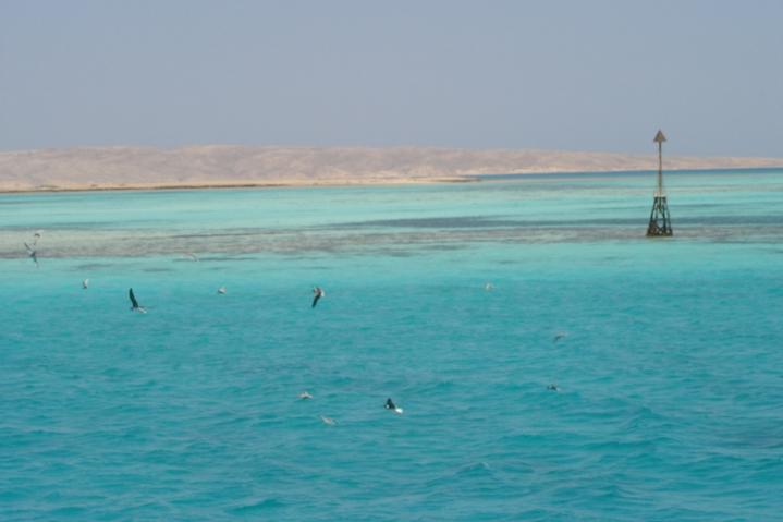 Couleurs maritimes, mer Rouge, Hurghada, Egypte
Mots-clés: Egypte