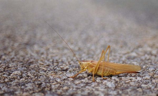 Sauterelle sur une route de Vendée en France
Sauterelle Vendéenne
