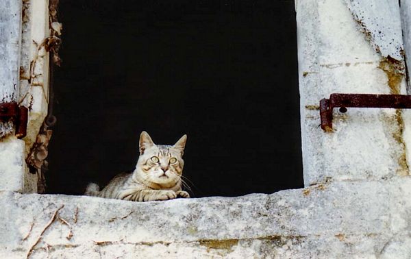 Chat européen - Ardèche, France

