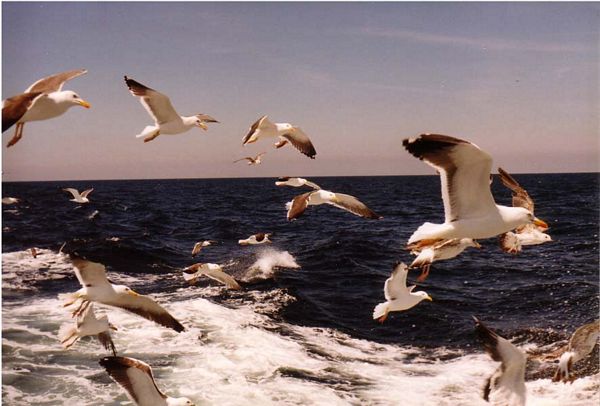 De retour de pêche...
Mer du Nord
