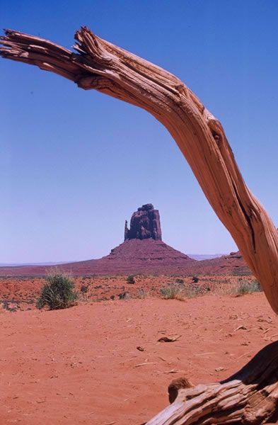 Arbre mort, Monument Valley Etats-Unis
Mots-clés: Monument Valley Etats-Unis