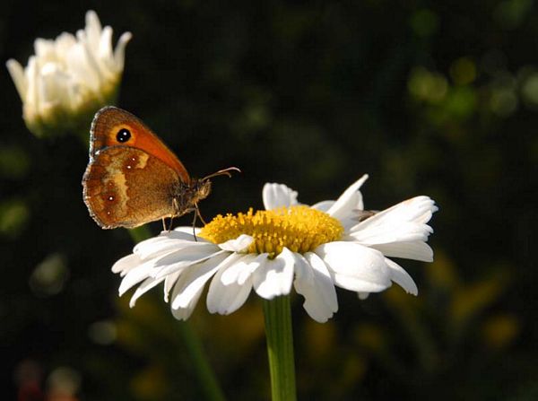 Papillon du Nord
Beaufort - Pas de Calais
