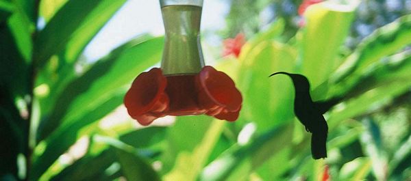 Colobri
Jardins de Balata - Martinique
