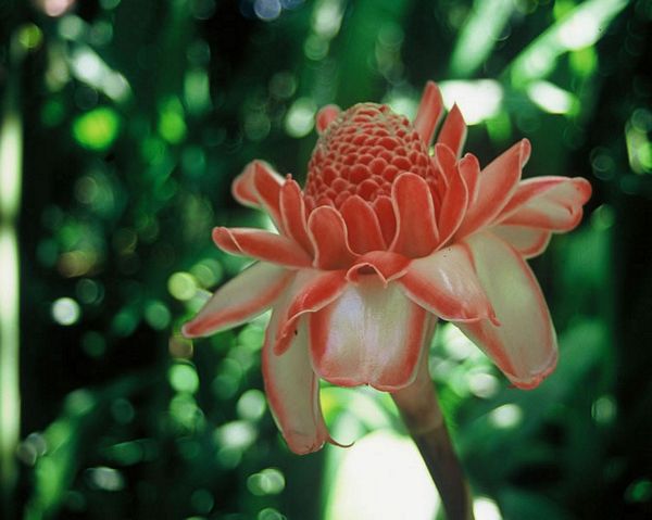 Au jardin de Balata en Martinique
Martinique
Mots-clés: Martinique