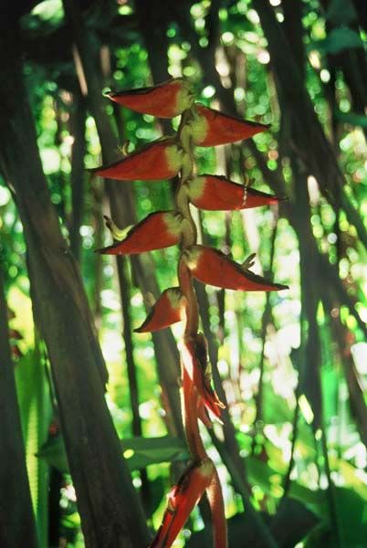 Plante de Balata
Martinique
Mots-clés: Martinique