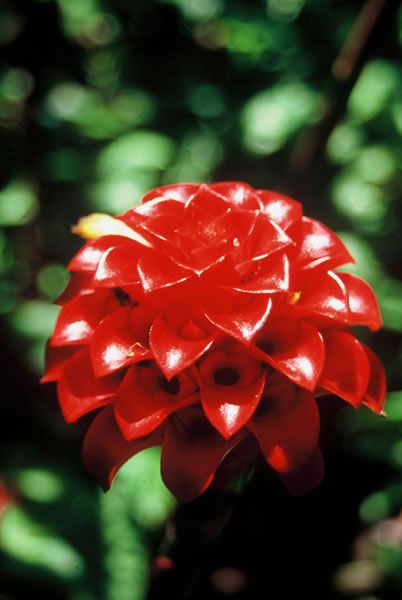 Coeur rouge à Balata
Martinique
Mots-clés: Martinique