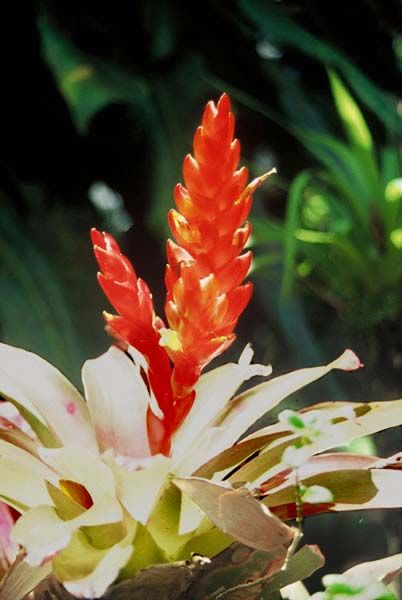 Plumeau colorée en Martinique
Martinique
Mots-clés: Martinique