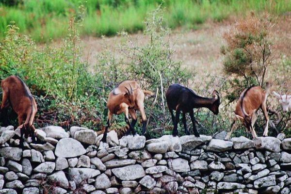 Chèvres corses sur mur de pierres
