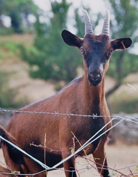 Chèvre corse
