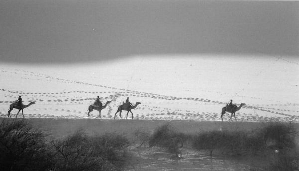 Chameaux sur les bords du Nil, Egypte
Mots-clés: Egypte