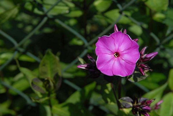 Devant le grillage et la haie
Beaufort - Pas de Calais

