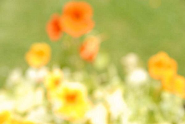 Flou artistique à Beaufort
Beaufort - Pas de Calais
