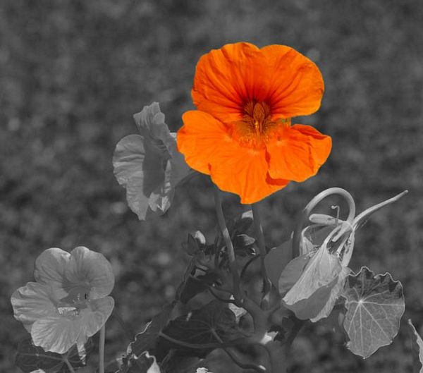 Orange dans le gris
Beaufort - Pas de Calais
