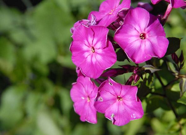 Histoire de floraison
Beaufort - Pas de Calais
