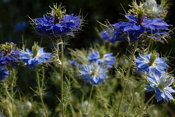Elles ne durent pas bien longtemps
Beaufort - Pas de Calais
