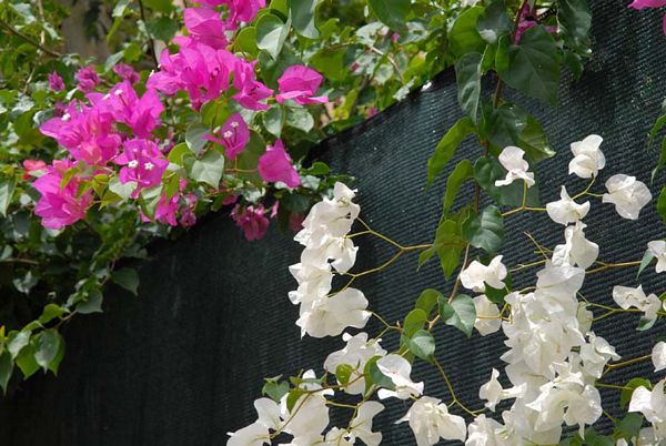 Fleurs mexicaines ...
Mexique
