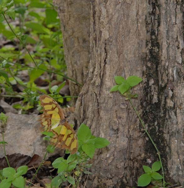Papillon mexicain
Mexique
