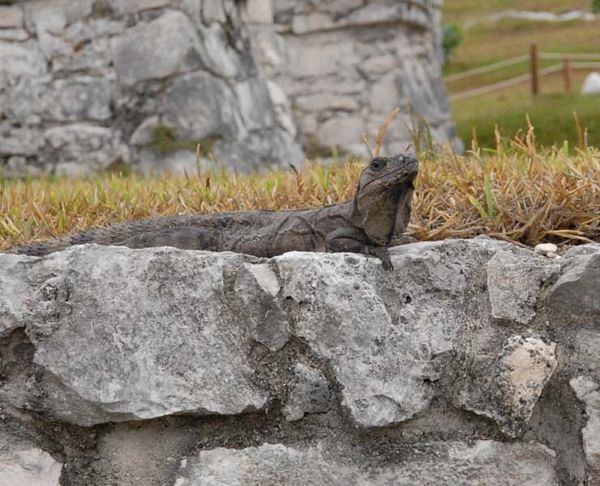 Iguane
Mexique
