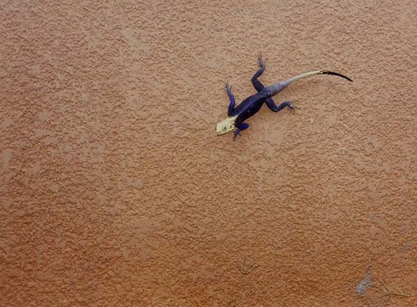 Lézard
Lézard du Sénégal
