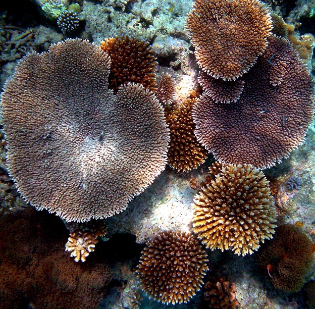 Corail des fonds marins de Mayotte, France
                               
Mots-clés: Mayotte France