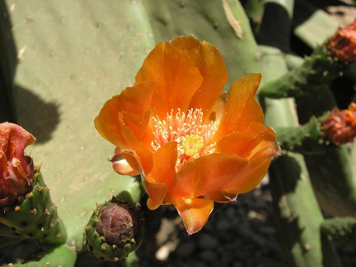 Fleurs de cactus prise au jardin Majorelle, Marrakech, Maroc
Mots-clés: Maroc Jardin Majorelle