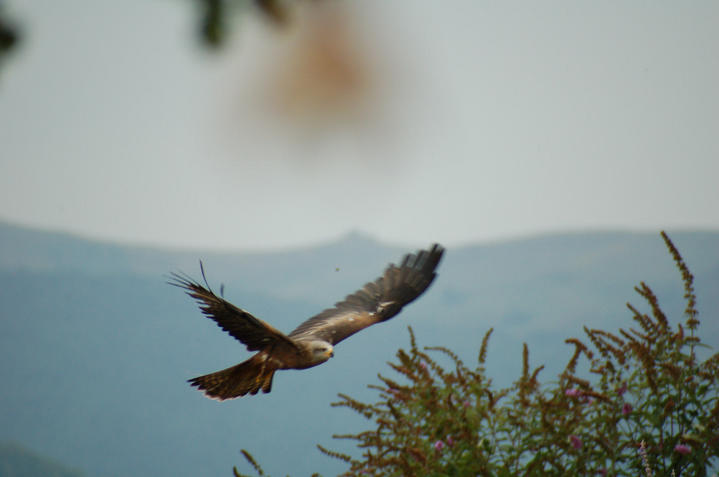 Vol de l'aigle dans les pyrénées, France
Mots-clés: aigle