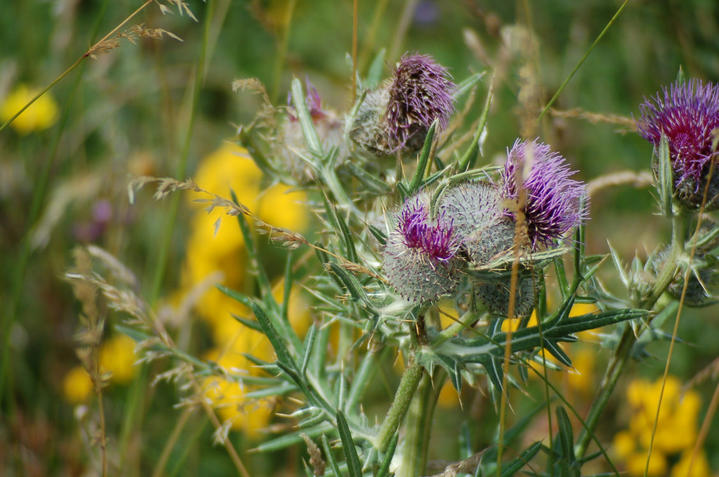 Fleurs des Pyrénées, France
Mots-clés: Pyrénées