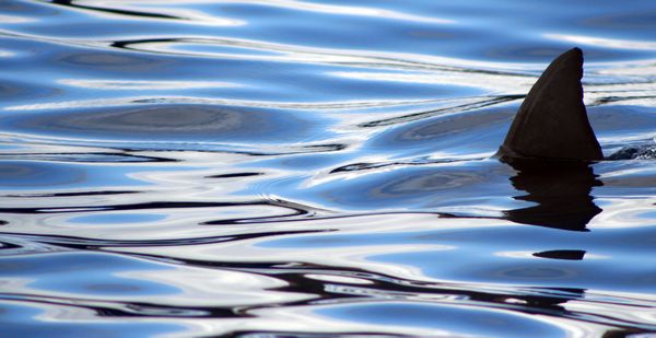 un dauphin ou un un requin ?
