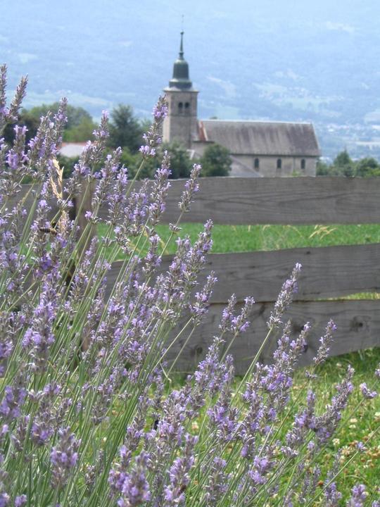 lavande et église
