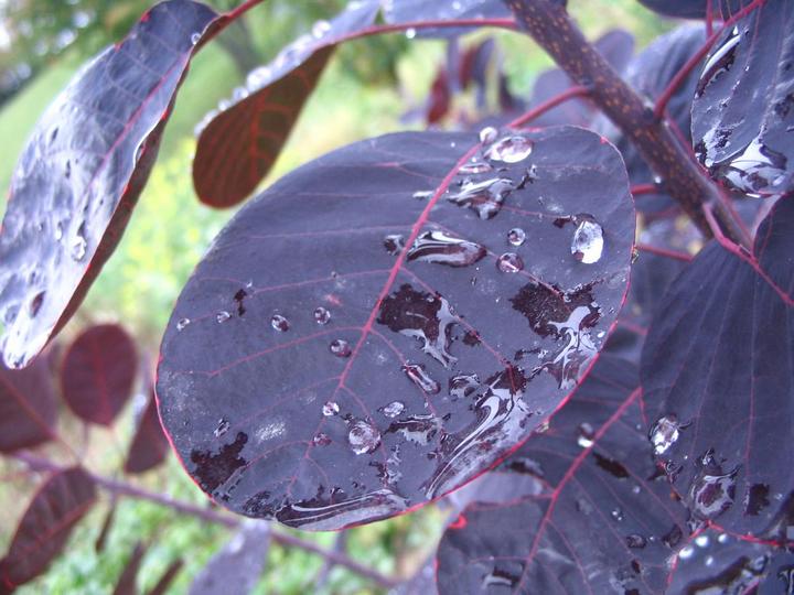 Feuilles d'automne après la pluie
feuilles d'automne après la pluie
