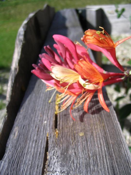 au bord de la barrière
