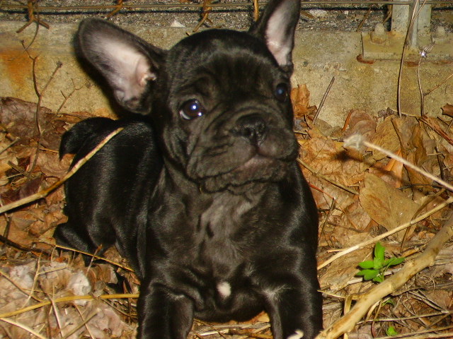 Biorka, une boule d'amour
Chien boule d'amour
