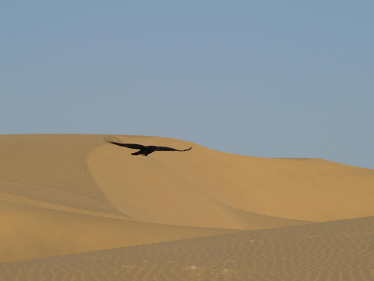 Désert du THAR, Inde
Mots-clés: Inde