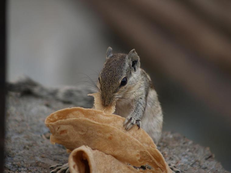 miam miam d'écureuil - Udaïpur, Inde
Mots-clés: Inde