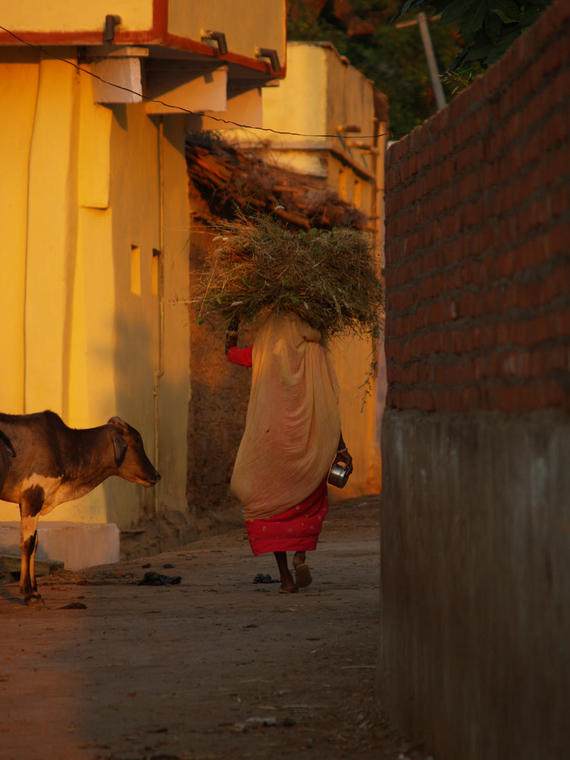 Vache et porteuse de foin - CHITTORGARH, Inde
Mots-clés: Inde