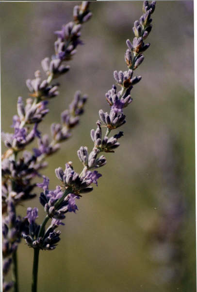 Brins de lavande
