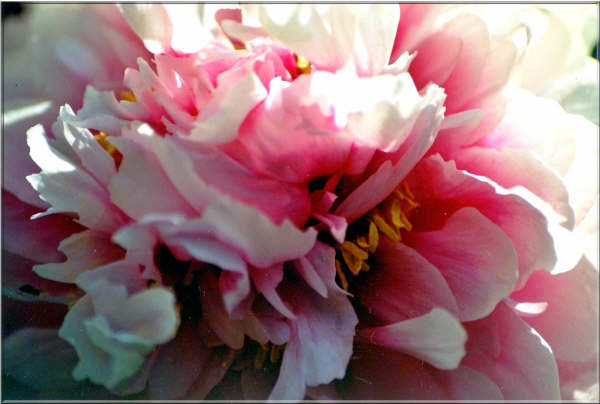 Entrelacs rose et blanc
