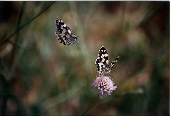 Papillons sur une fleur
