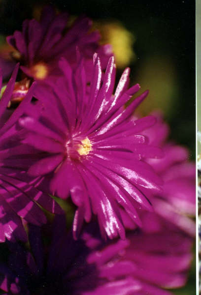 Fleurs au violet éclatant
