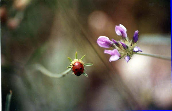 La coccinelle sur la fleur
