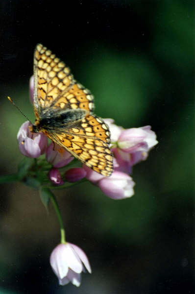 Le papillon tachetée
