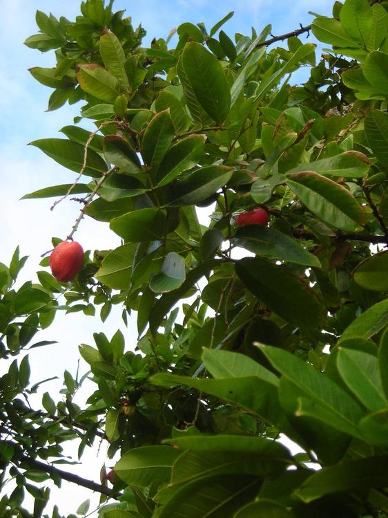 Graines de café en République Dominicaine
Mots-clés: République-Dominicaine