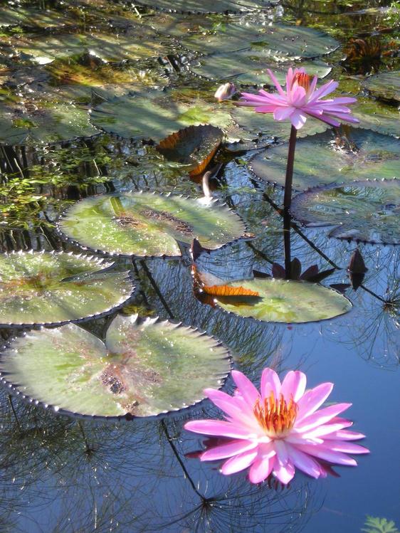 Beauté de la nature - République Dominicaine
Mots-clés: République-Dominicaine