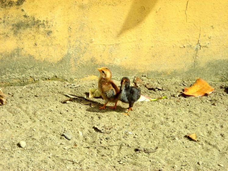 Poussins, petite promenade a deux...
