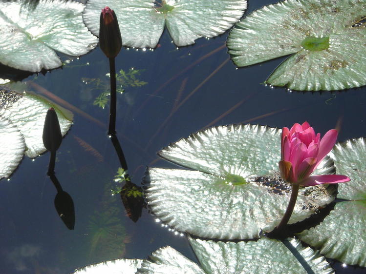 Au Reveil - République Dominicaine
Les nénuphars photographiés au réveil en République Dominicaine 
Mots-clés: République-Dominicaine