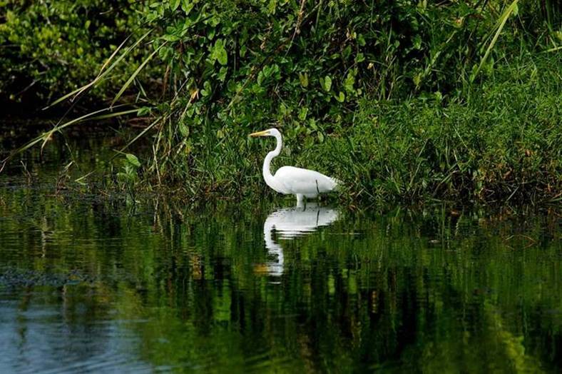 Garza real en la Laguna Limon
observando aves en la Laguna Limon, El cedro, Miches, Republica Dominicana - http://www.lacuevalimon.com

