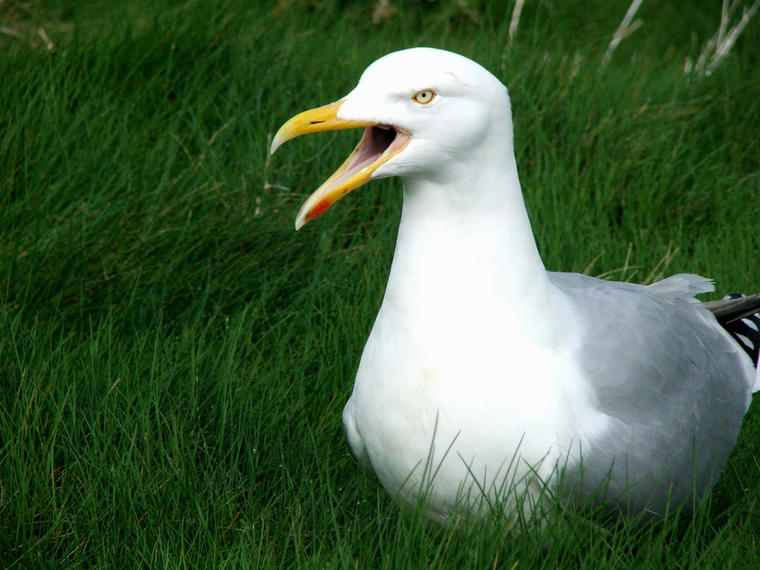 mouette
qui ouvre grand le bec
Mots-clés: mouette etretat nature animaux