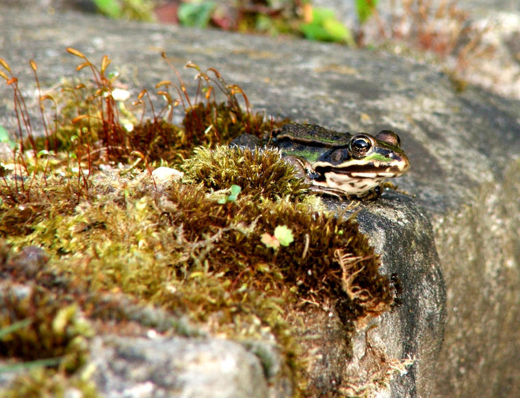 grenouille
une petite grenouille 
qui se fait désirer
et moi allongée dans l'herbe
qui attend...

prise macro


Mots-clés: grenouille campagne nature animaux