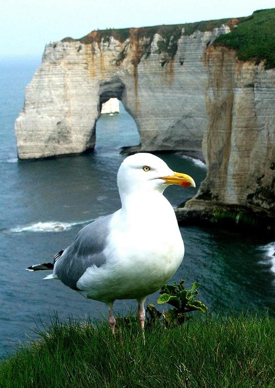 mouette sur la falaise
les mouettes manequins ça donne ça

regardez comme elle pose bien.
Mots-clés: mouette etretat nature animaux